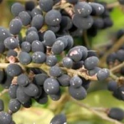 Ligustrum japonicum 'Texanum'