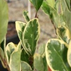 Ligustrum japonicum 'Silver Star'