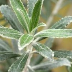 Olearia 'Henry Travers'