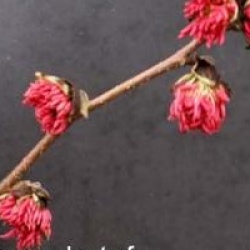 Parrotia persica 'Vanessa'