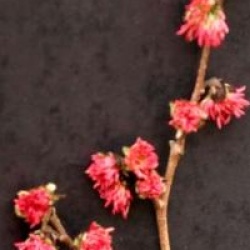 Parrotia persica 'Vanessa'