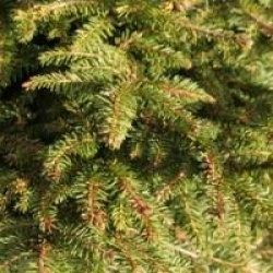 Picea abies 'Nidiformis'