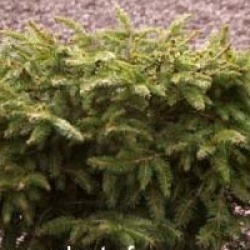 Picea abies 'Nidiformis'