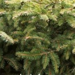 Picea abies 'Nidiformis'