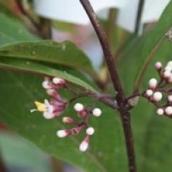 Callicarpa kwangtungensis - Callicarpa de Chine