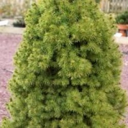 Picea glauca 'Conica'