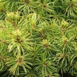 Picea glauca 'Conica'