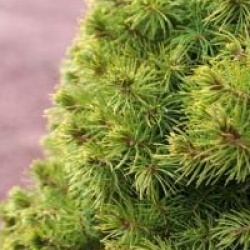 Picea glauca 'Conica'