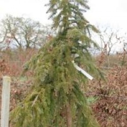 Picea omorika 'Pendula'