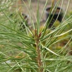 Pinus bungeana - Pin Napol�on