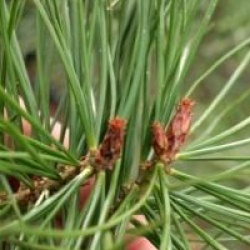 Pinus bungeana