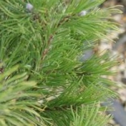 Pinus mugo var. mughus 