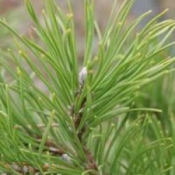 Pinus mugo var. mughus 