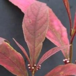 Callicarpa kwangtungensis