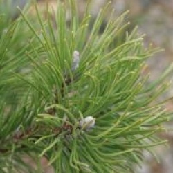 Pinus mugo var. mughus 