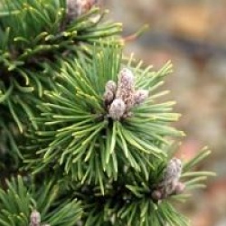 Pinus mugo 'Humpy'