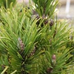 Pinus mugo 'Ophir'