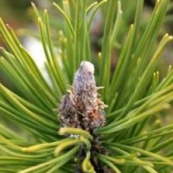 Pinus mugo 'Ophir' - Pin nain dor�