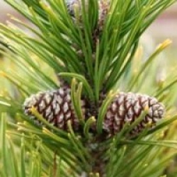Pinus mugo 'Ophir'