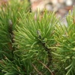 Pinus mugo 'Pumilio'