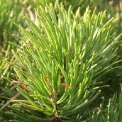 Pinus mugo 'Pumilio'