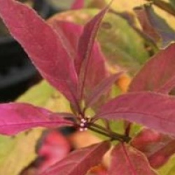 Callicarpa kwangtungensis