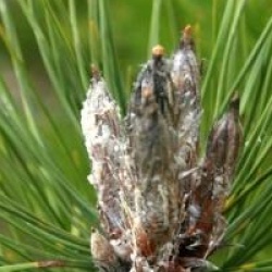 Pinus nigra subsp. nigra