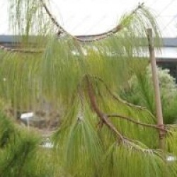 Pinus patula - Pin du Mexique