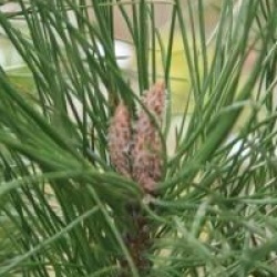 Pinus pinea 