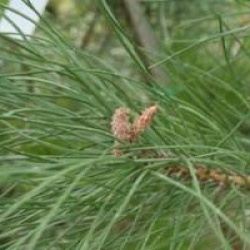 Pinus pinea 