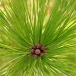 Pinus radiata 