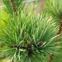Pinus sylvestris