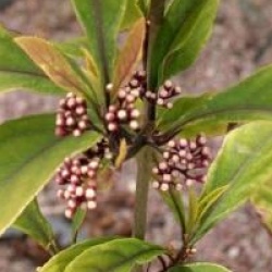 Callicarpa kwangtungensis