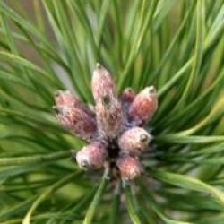 Pinus sylvestris