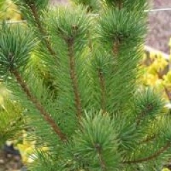Pinus sylvestris
