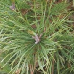 Pinus sylvestris 'Globosa Viridis'