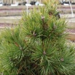 Pinus sylvestris 'Globosa Viridis'