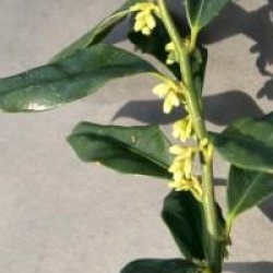 Sarcococca ruscifolia 