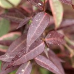 Trachelospermum jasminoides 'Wilsonii'