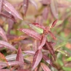 Trachelospermum jasminoides 'Wilsonii'