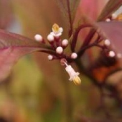 Callicarpa kwangtungensis