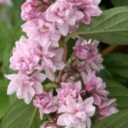 Deutzia x hybrida 'Perle Rose' 