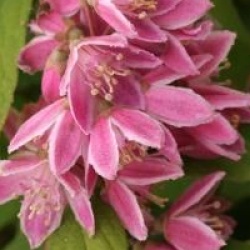 Deutzia x hybrida 'Perle Rose' 
