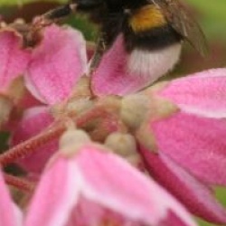 Deutzia x hybrida 'Perle Rose' 