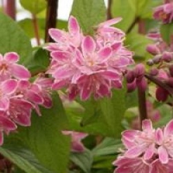 Deutzia x hybrida 'Perle Rose' 