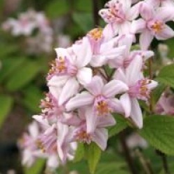 Deutzia x hybrida 'Perle Rose' 