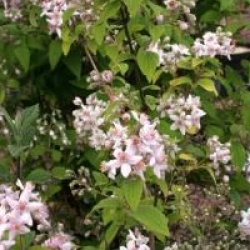 Deutzia x hybrida 'Perle Rose' 