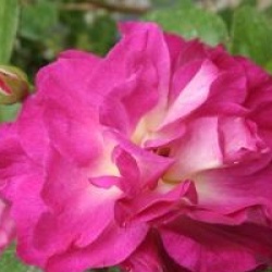 Rosa 'Outta The Blue �'