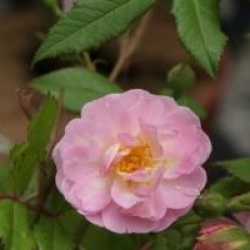 Rosa 'Parfum D'evita'
