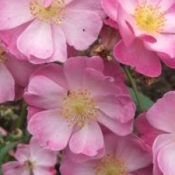 Rosa 'Lavander Dream �' - Rosier paysager Lavander Dream �